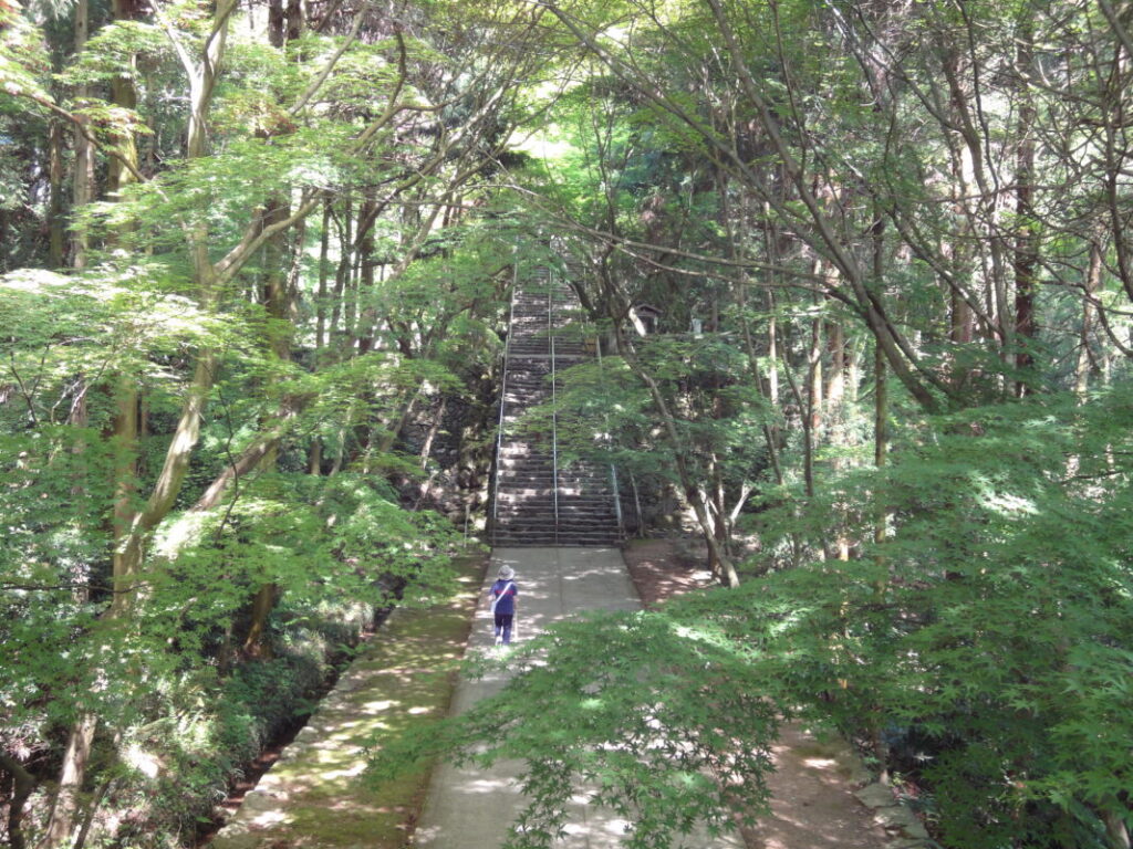 新緑の境内｜中央に階段