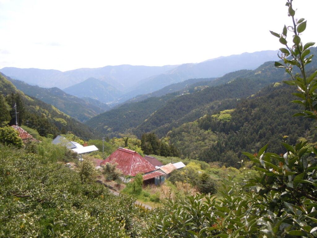 山深い景色とすだちの木｜中央には空き家が数件