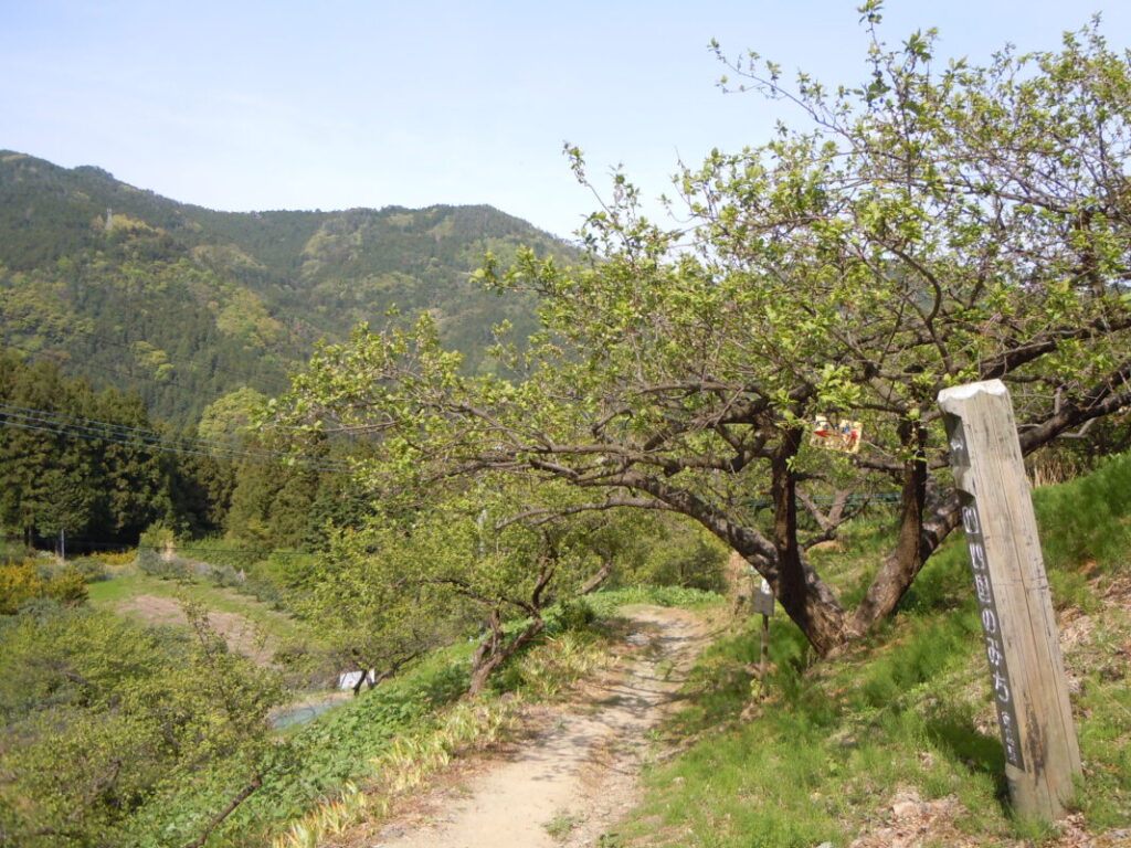 徳島県の遍路道｜春ののどかな山道