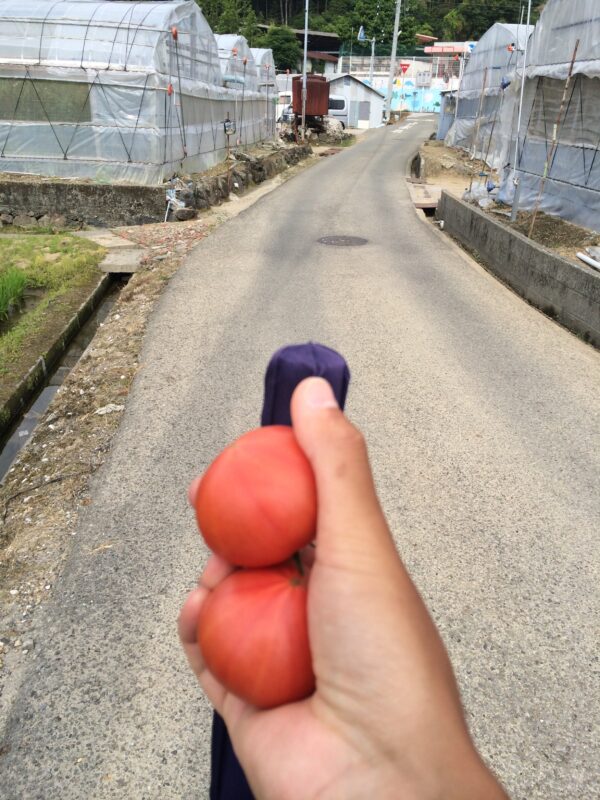 Tomatoes received as o-settai (hospitality) during the walking pilgrimage