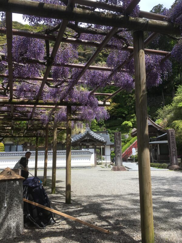 Wisteria arbor at Konomineji