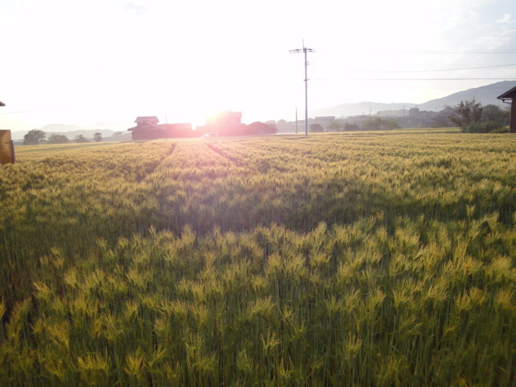 The wheat fields seen along the pilgrimage route from Daikoji Temple to Jinnein Temple.