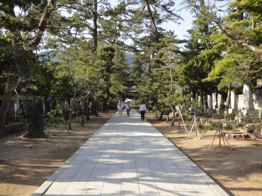 Large Japanese black pine trees and young saplings can be seen along the approach to Kokubunji Temple.